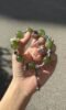 Hand detail of Green Grape Xiu Jade bracelet, silver totems’ wood-metal secrets