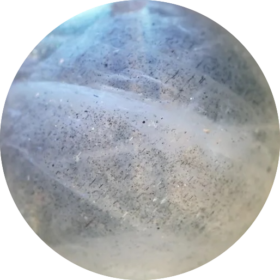 Moonstone （46）